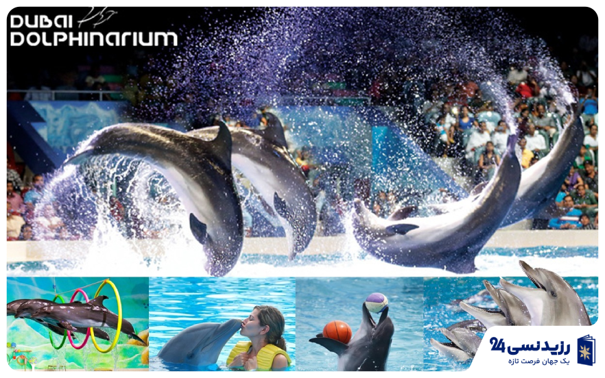 dubai-dolphinarium-
