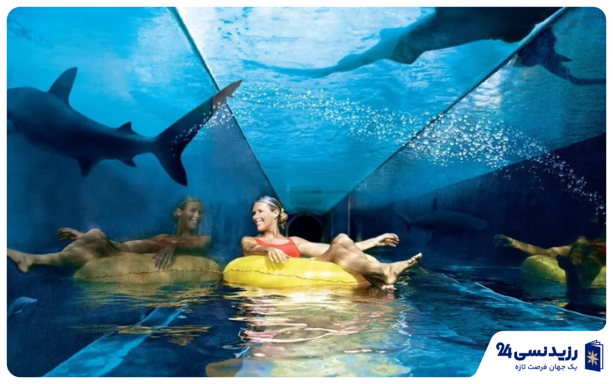 Shark Attack
