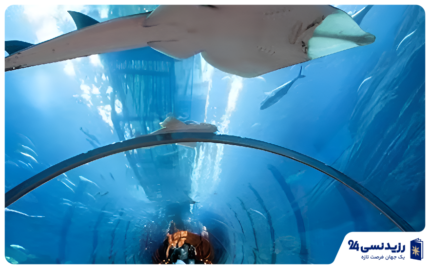 اکواریوم دبی 