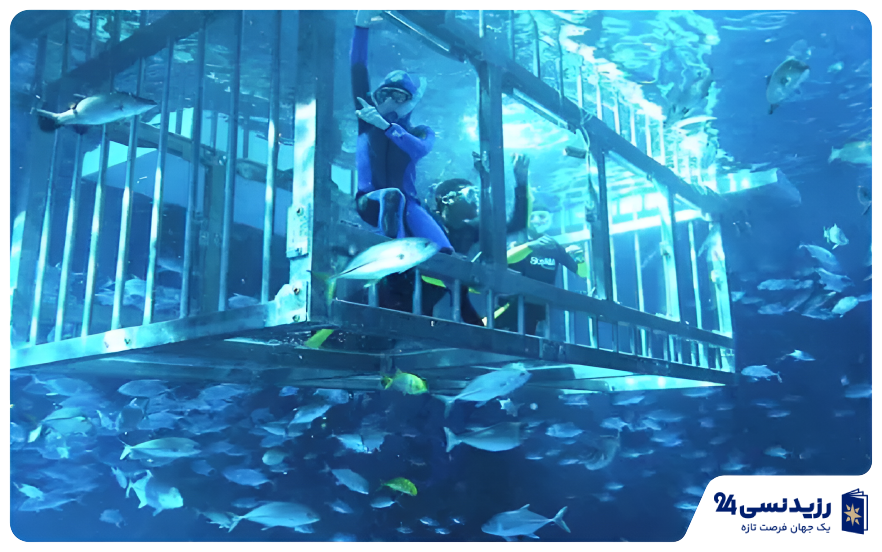 اسنورکلینگ در قفس 